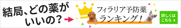 フィラリアランキング!