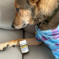 べトリル（トリロスタン）10mg30カプセル|クッシング症候群治療薬｜犬猫薬の通販|ペットくすり