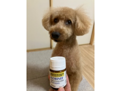 フロリネフ0.1mm 100錠×2瓶　新品未開封 フロリネフ0.1mg｜アジソン病治療薬｜犬猫薬の通販｜ペットくすり