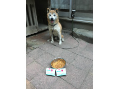 アポキル錠16mg20錠｜アトピー性皮膚炎｜犬猫薬の通販｜ペットくすり