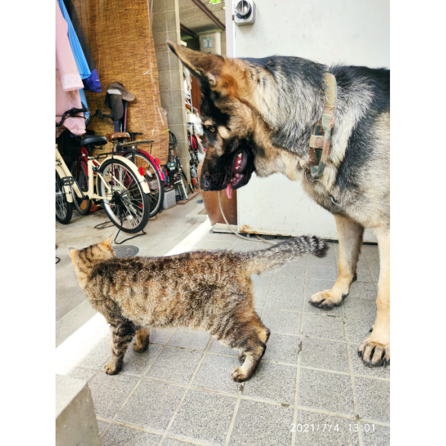 コンフォティス超大型犬用｜ノミマダニ駆除｜犬猫薬の通販｜ペットくすり