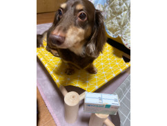 apoquilアポキル アポキル錠通販｜正規品｜犬のアトピー・アレルギー性皮膚炎の痒みに