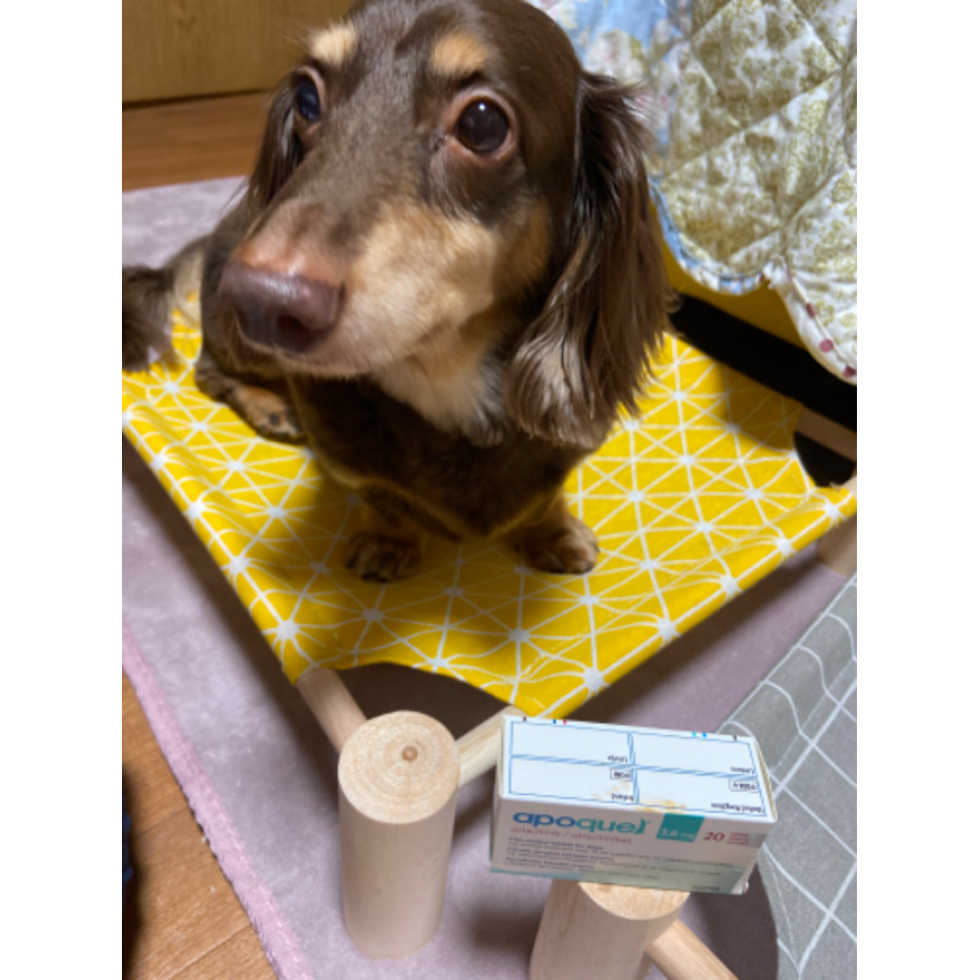 アポキル錠3.6mg20錠｜アトピー性皮膚炎｜犬猫薬の通販｜ペット