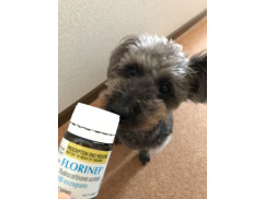 フロリネフ0 1mg通販 犬猫薬個人輸入 ペットくすり
