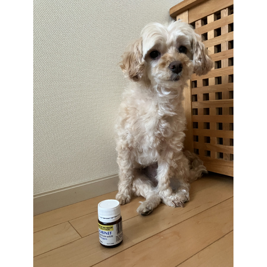 フロリネフ0.1mg｜アジソン病｜犬猫薬の通販｜ペットくすり