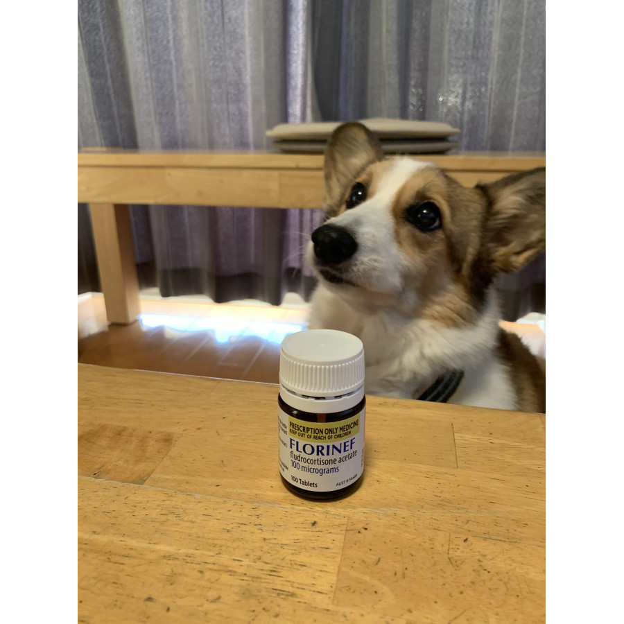 フロリネフ0.1mg｜アジソン病治療薬｜犬猫薬の通販｜ペットくすり