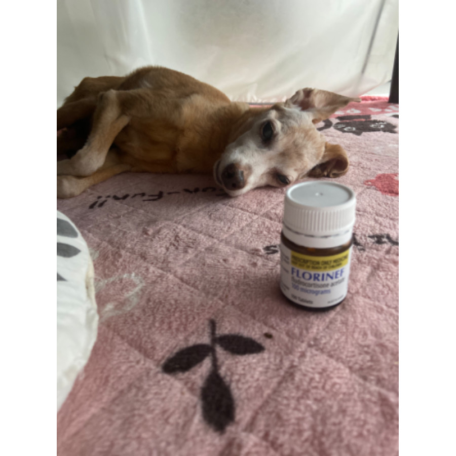 フロリネフ錠0.1mg｜犬のアジソン病治療薬｜個人輸入代行ペットくすり