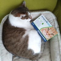キウォフ猫用｜猫回虫｜犬猫薬の通販｜ペットくすり