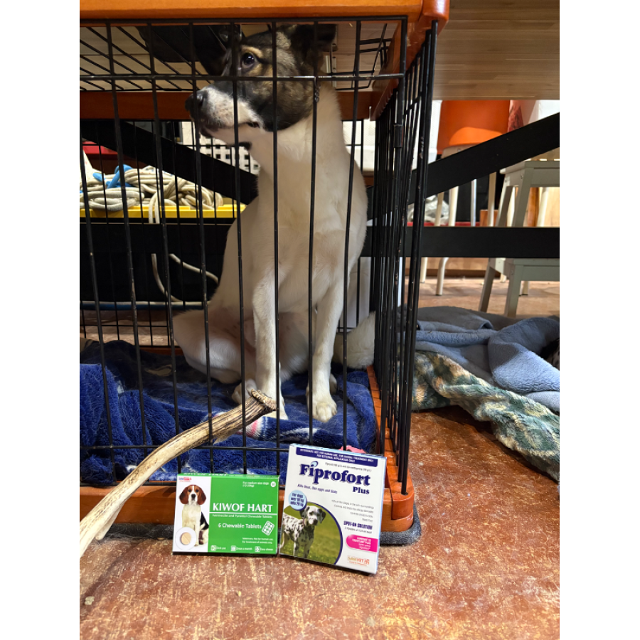 犬用キドナ（wv24商品） wv24 チューブダイエット 犬用キドナ 腎疾患用 20g×18袋