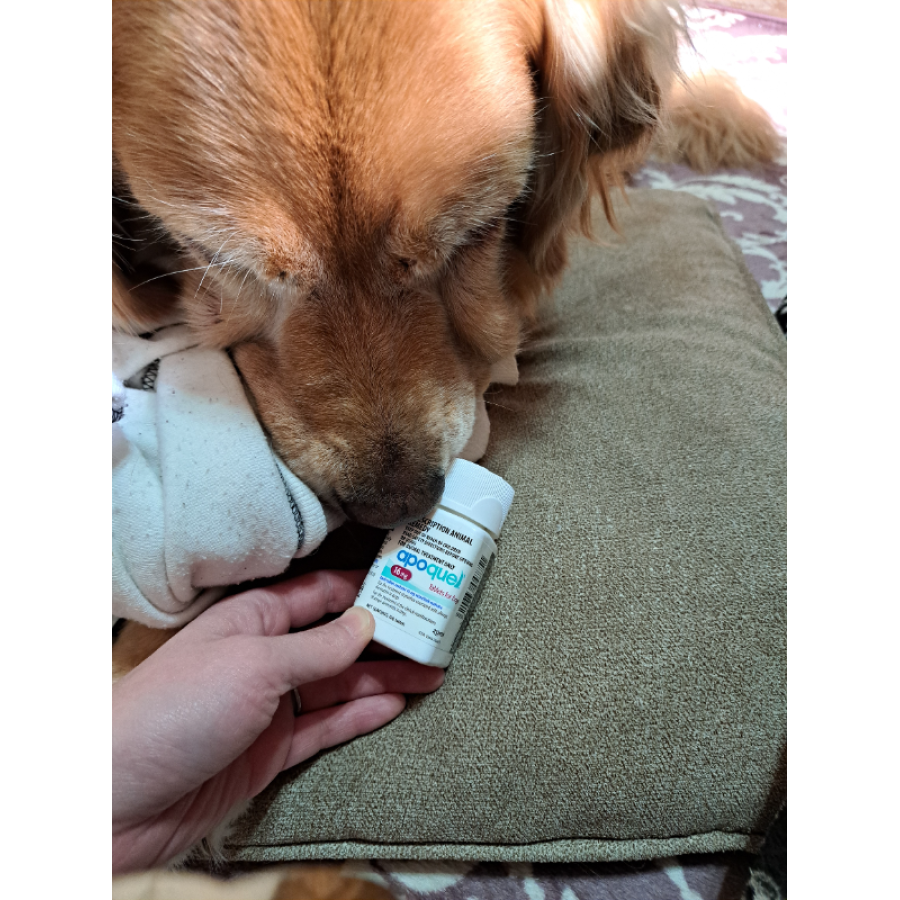 アポキル錠16mg20錠｜アトピー性皮膚炎｜犬猫薬の通販｜ペットくすり