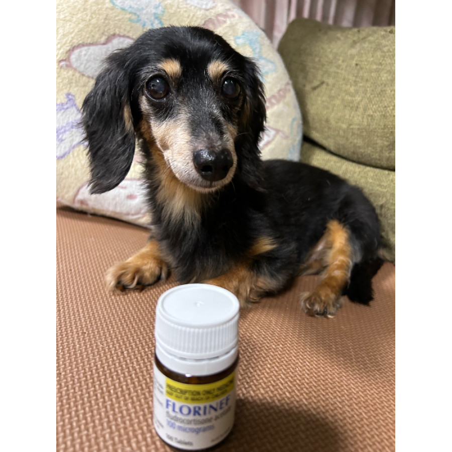 フロリネフ0.1mg｜アジソン病治療薬｜犬猫薬の通販｜ペットくすり