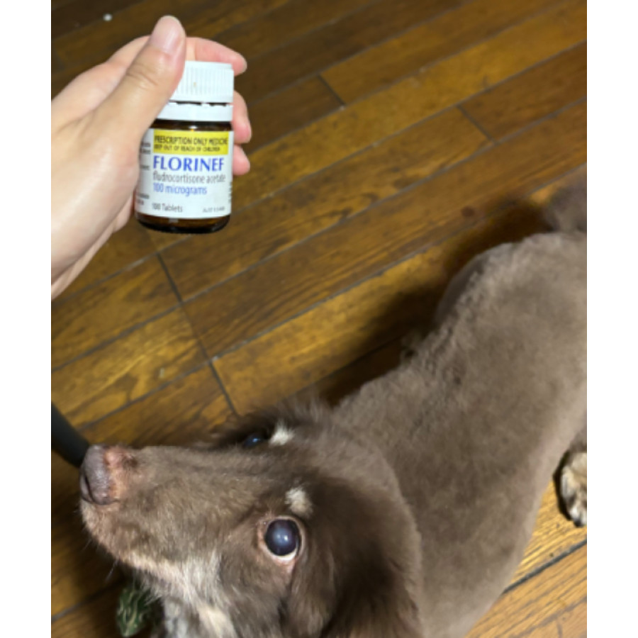 フロリネフ0.1mg｜アジソン病治療薬｜犬猫薬の通販｜ペットくすり