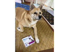 ネクスガード68mg（＞10kg～25kg）6チュアブル入り｜ノミマダニ