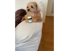 フロリネフ0 1mg通販 犬猫薬個人輸入 ペットくすり