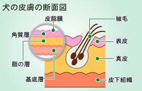 原因とメカニズム