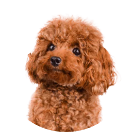 アポキル錠16mg20錠｜アトピー性皮膚炎｜犬猫薬の通販｜ペットくすり